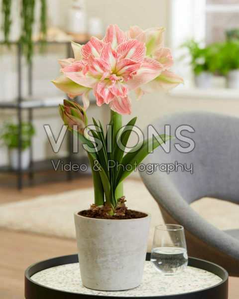 Hippeastrum Pretty Nymph Hippeastrum Pretty Nymph