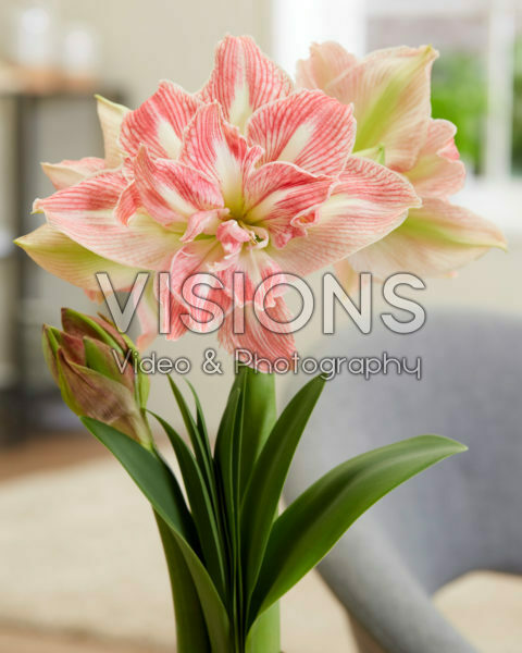 Hippeastrum Pretty Nymph