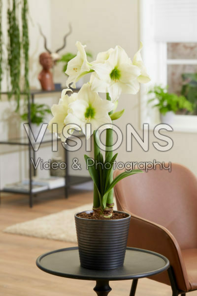 Hippeastrum White Cream Hippeastrum White Cream