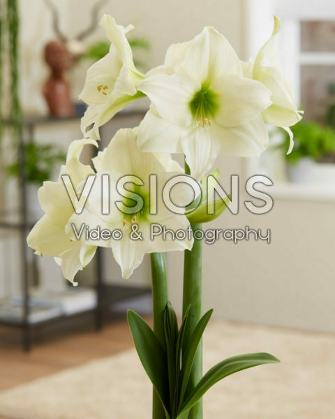 Hippeastrum White Cream Hippeastrum White Cream