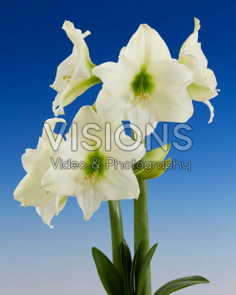 Hippeastrum White Cream Hippeastrum White Cream