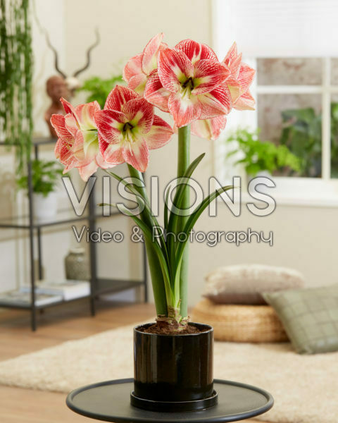 Hippeastrum Spotted Cream