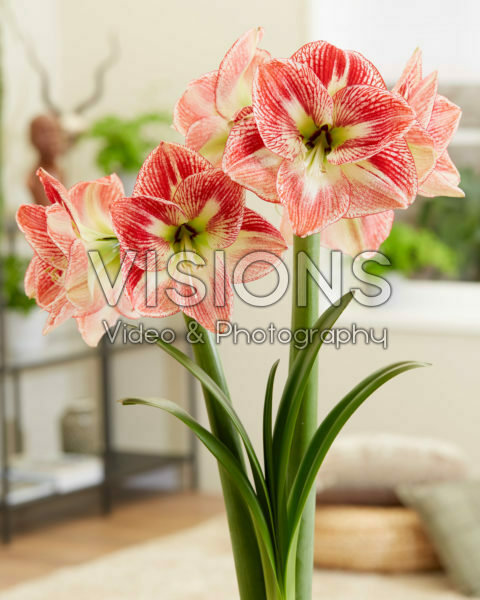 Hippeastrum Spotted Queen Hippeastrum Spotted Queen