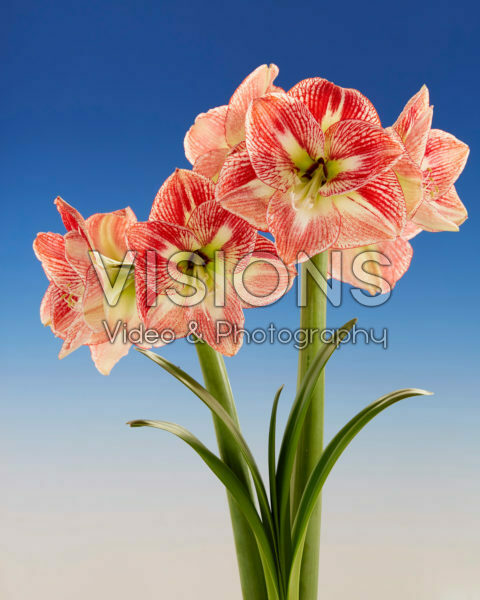 Hippeastrum Spotted Cream Hippeastrum Spotted Cream