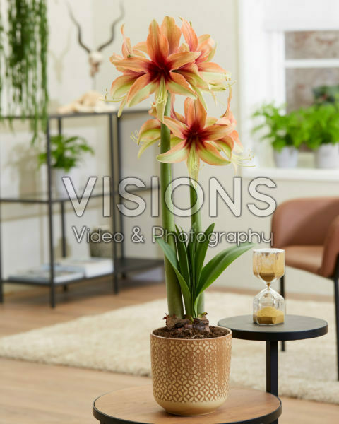 Hippeastrum Wild Amazone Hippeastrum Wild Amazone