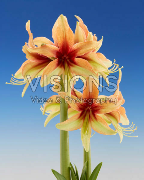 Hippeastrum Wild Amazone Hippeastrum Wild Amazone