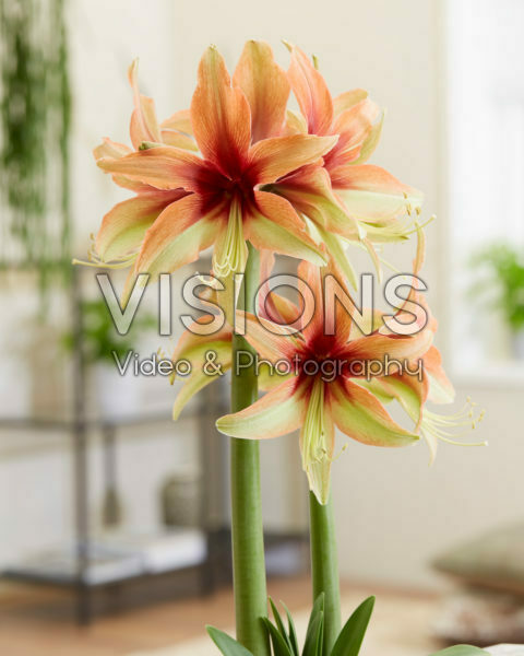 Hippeastrum Wild Amazone