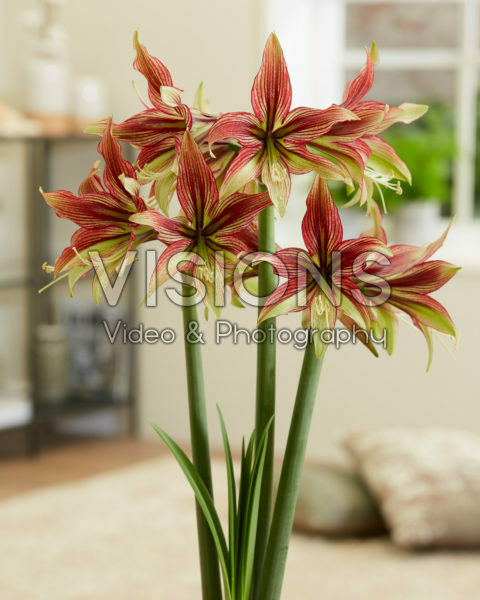 Hippeastrum Mystica Hippeastrum Mystica