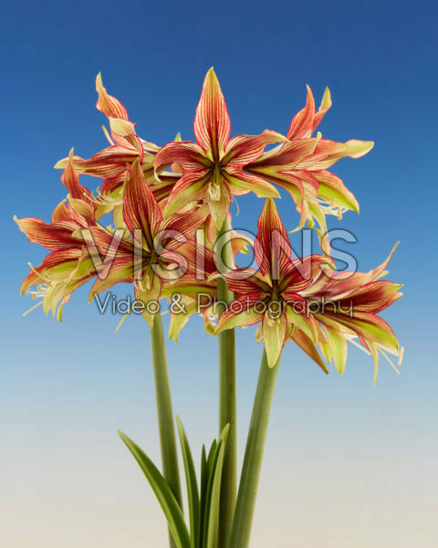 Hippeastrum Mystica Hippeastrum Mystica