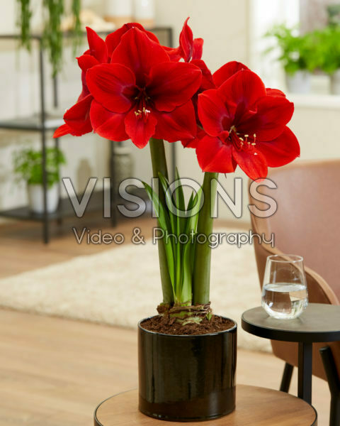 Hippeastrum Red Queen Hippeastrum Red Queen