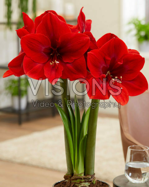 Hippeastrum Red Cream Hippeastrum Red Cream