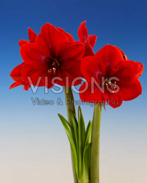 Hippeastrum Red Cream