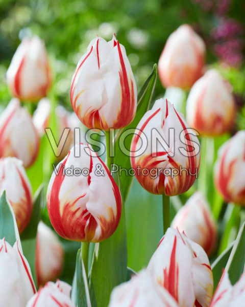 Tulipa Happy Generation Tulipa Happy Generation