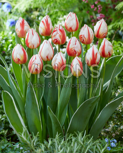 Tulipa Happy Generation Tulipa Happy Generation