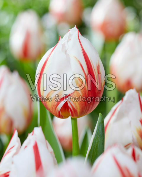 Tulipa Happy Generation Tulipa Happy Generation
