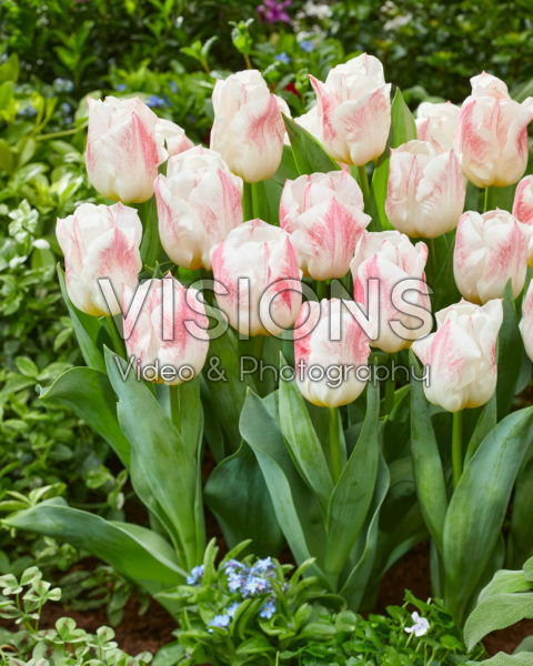 Tulipa Calgary Sensation Tulipa Calgary Sensation