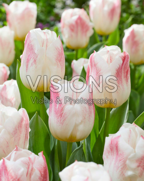 Tulipa Calgary Sensation Tulipa Calgary Sensation