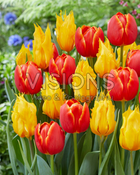 Tulipa Esta Bonita, Yellow Fire