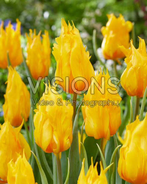 Tulipa Yellow Fire