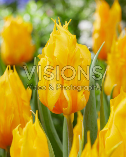 Tulipa Yellow Fire Tulipa Yellow Fire