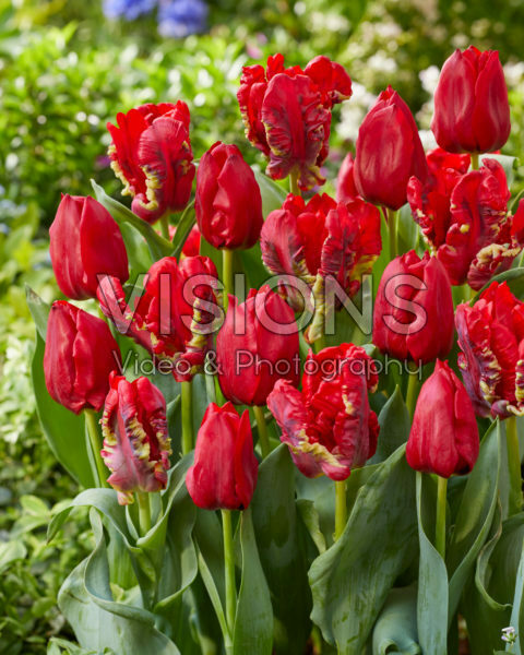 Tulipa Seadov, Seadov Parrot Tulipa Seadov, Seadov Parrot