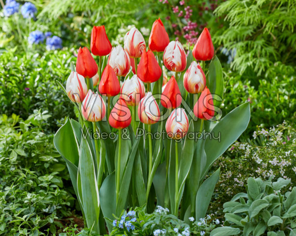 Tulipa Happy Generation, Enzo