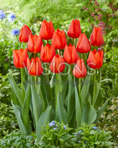 Tulipa Enzo