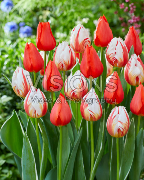 Tulipa Happy Generation, Enzo