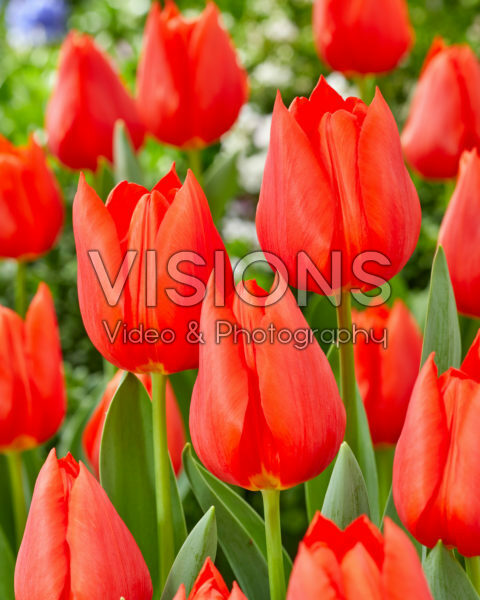 Tulipa Enzo Tulipa Enzo