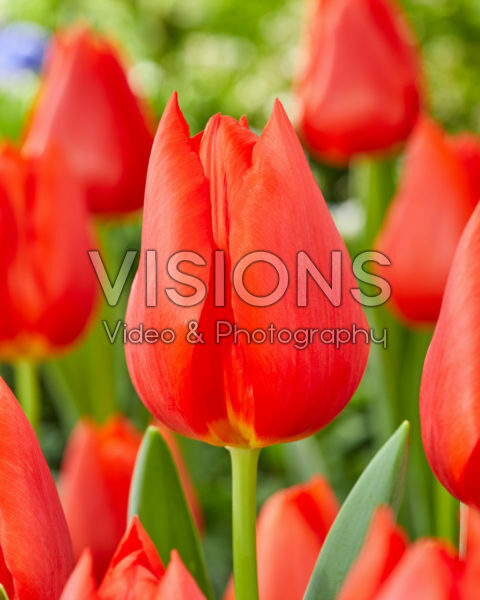 Tulipa Enzo