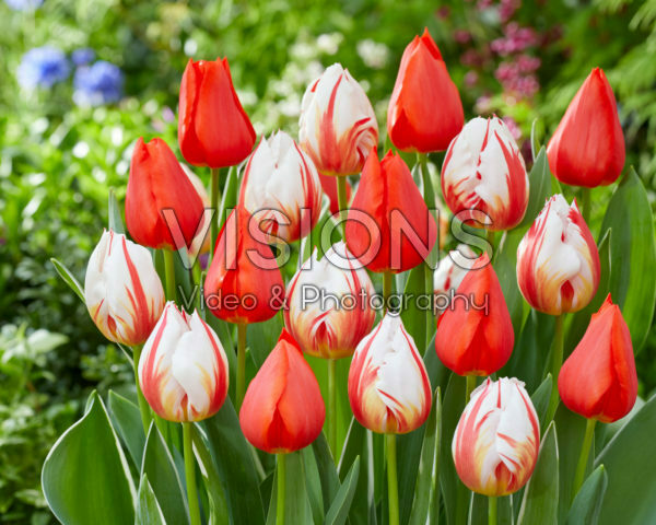 Tulipa Happy Generation, Enzo Tulipa Happy Generation, Enzo