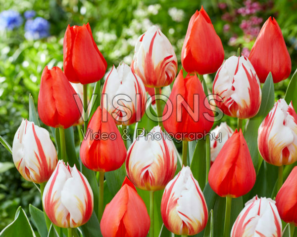Tulipa Happy Generation, Enzo Tulipa Happy Generation, Enzo