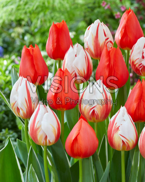 Tulipa Happy Generation, Enzo Tulipa Happy Generation, Enzo