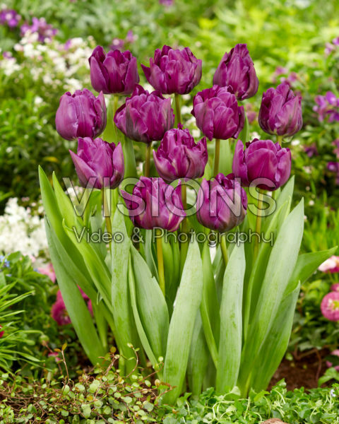 Tulipa Negrita Double Tulipa Negrita Double