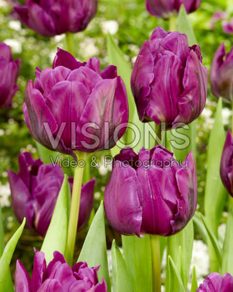 Tulipa Negrita Double