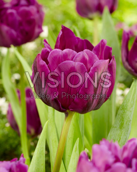 Tulipa Negrita Double Tulipa Negrita Double