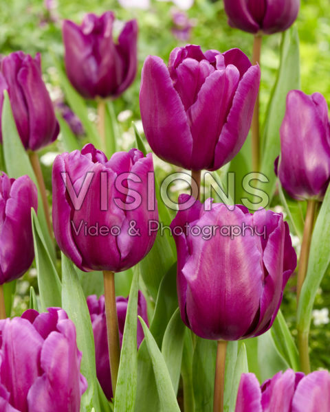 Tulipa Purple Rain Tulipa Purple Rain