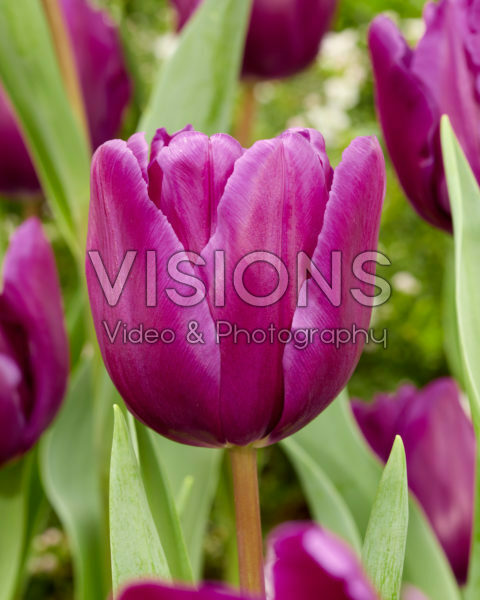 Tulipa Purple Rain