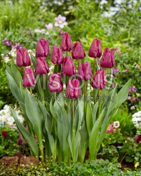 Tulipa Special Rider Tulipa Special Rider