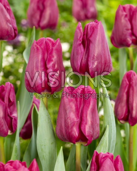 Tulipa Special Rider Tulipa Special Rider