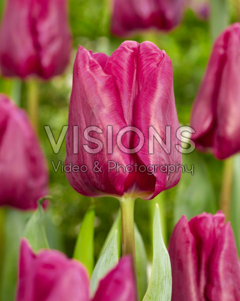 Tulipa Special Rider