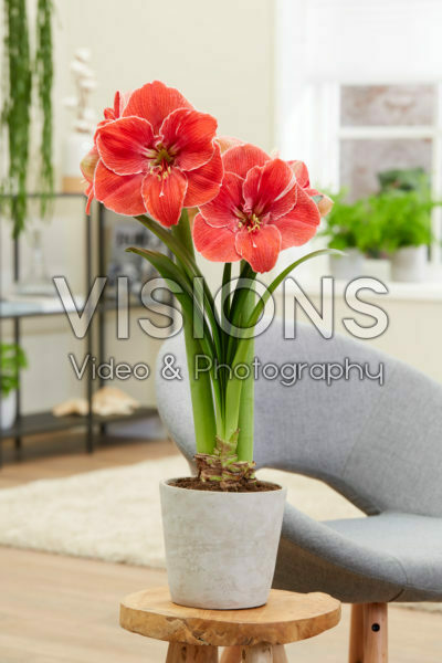 Hippeastrum Magical Touch Hippeastrum Magical Touch