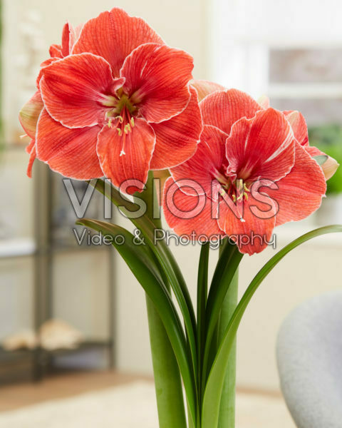 Hippeastrum Magical Touch Hippeastrum Magical Touch