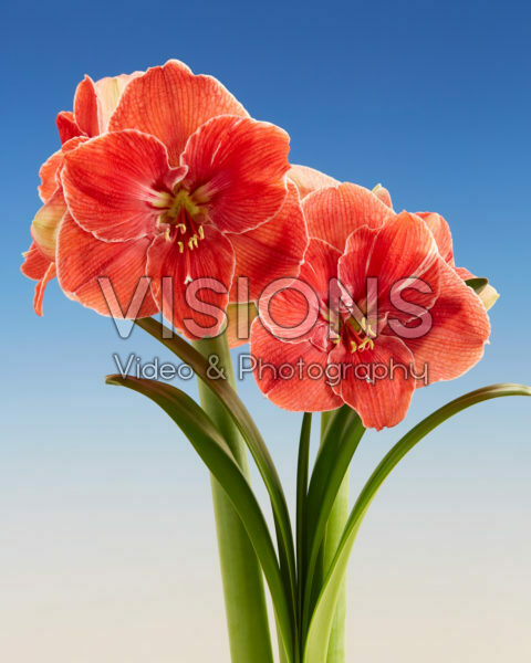 Hippeastrum Magical Touch Hippeastrum Magical Touch