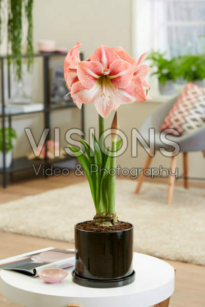 Hippeastrum Fairytale