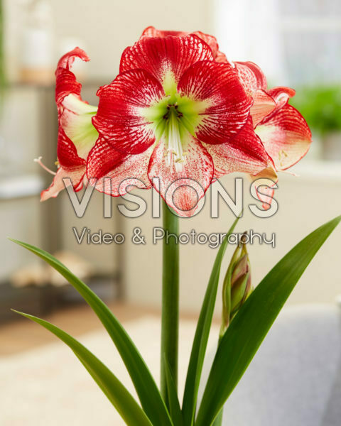 Hippeastrum Flamenco Queen Hippeastrum Flamenco Queen