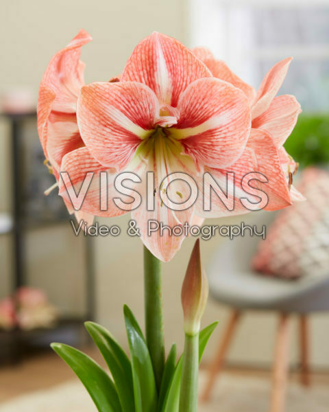 Hippeastrum Fairytale Hippeastrum Fairytale