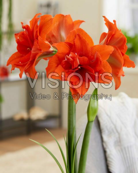 Hippeastrum Celica Hippeastrum Celica
