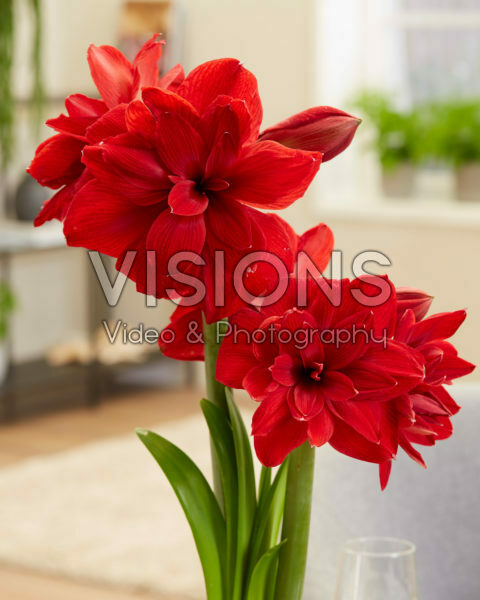 Hippeastrum Scarlet Belle