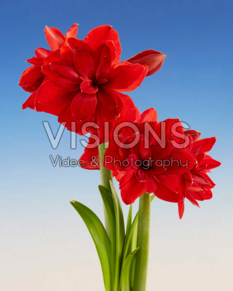 Hippeastrum Scarlet Belle Hippeastrum Scarlet Belle